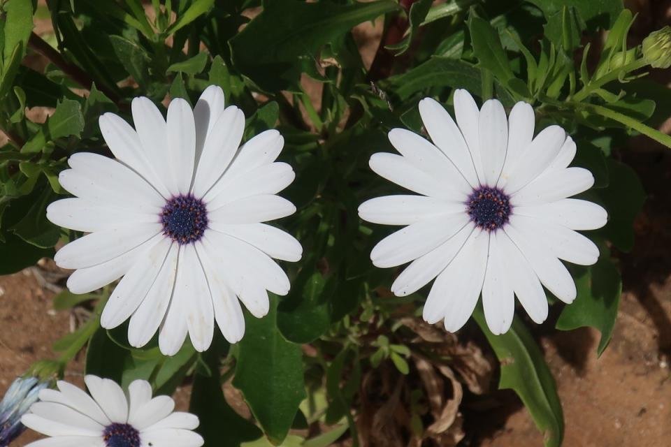OSTEOSPERMUM CAULESCENS African Daisy - White 2.5L