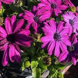 OSTEOSPERMUM ECKLONIS African Daisy - Serentiy dark purple 15cm