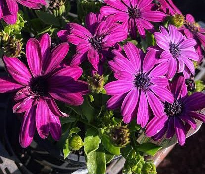 OSTEOSPERMUM ECKLONIS African Daisy - Serentiy dark purple 15cm