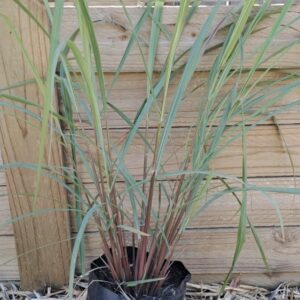 1000434725.jpg CYMBOPOGON CITRATUS Lemon Grass 2.5L