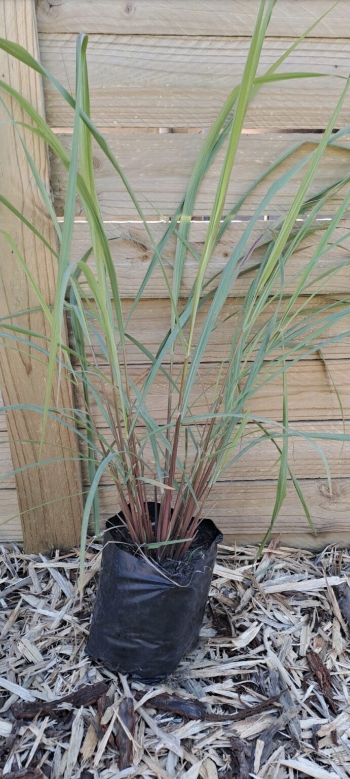 1000434725.jpg CYMBOPOGON CITRATUS Lemon Grass 2.5L