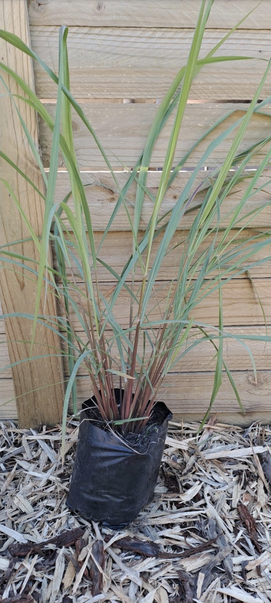 CYMBOPOGON CITRATUS Lemon Grass 2.5L