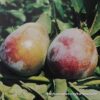 1000435363.jpg Harry Pickstone Plum
