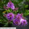 1000436018.jpg Hebe Speciosa "Wiri Joy"