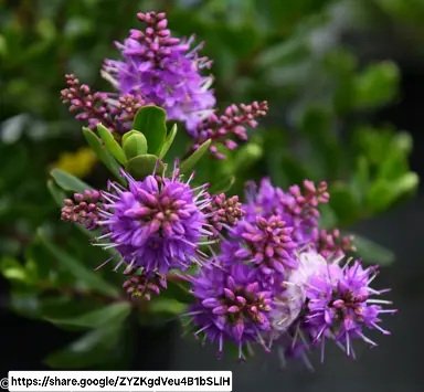 1000436018.jpg Hebe Speciosa "Wiri Joy"