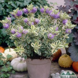 1000436037.jpg Hebe Speciosa Variegata
