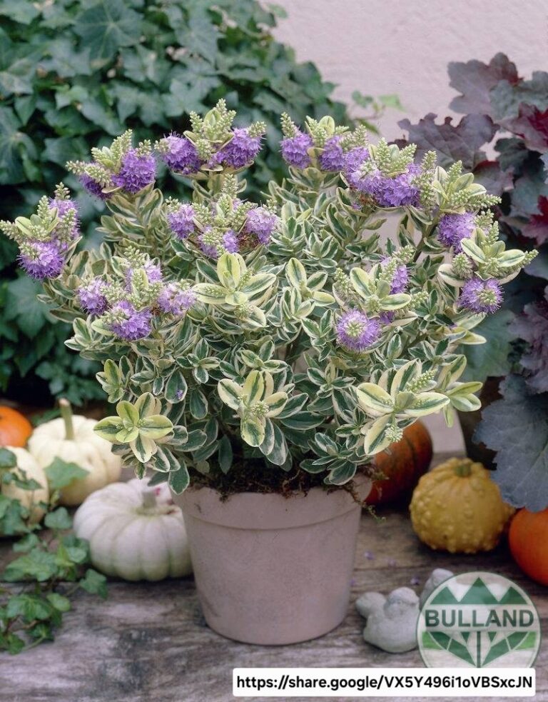 1000436037.jpg Hebe Speciosa Variegata
