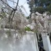 1000436230.jpg Pink & White Wisteria (10L)