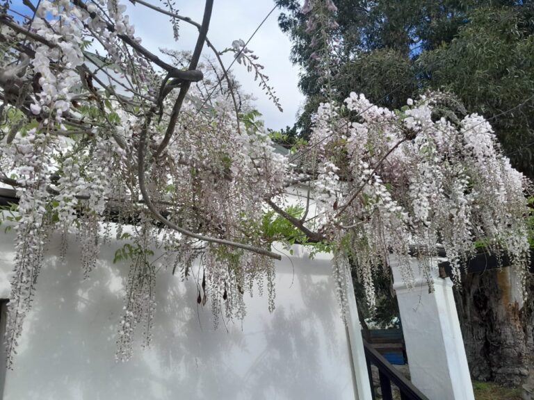 1000436230.jpg Pink & White Wisteria (10L)