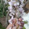 1000436234.jpg Pink & White Wisteria (10L)