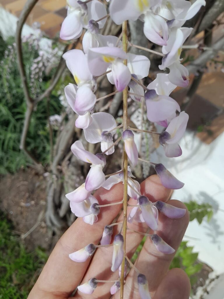 1000436234.jpg Pink & White Wisteria (10L)