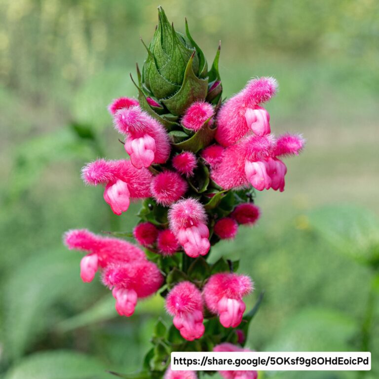 1000436305.jpg Fuzzy Bolivian Sage