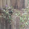 1000436606-scaled.jpg BUDDLEJA DAVIDII Butterfly Bush - Summer Lilac 4.5L