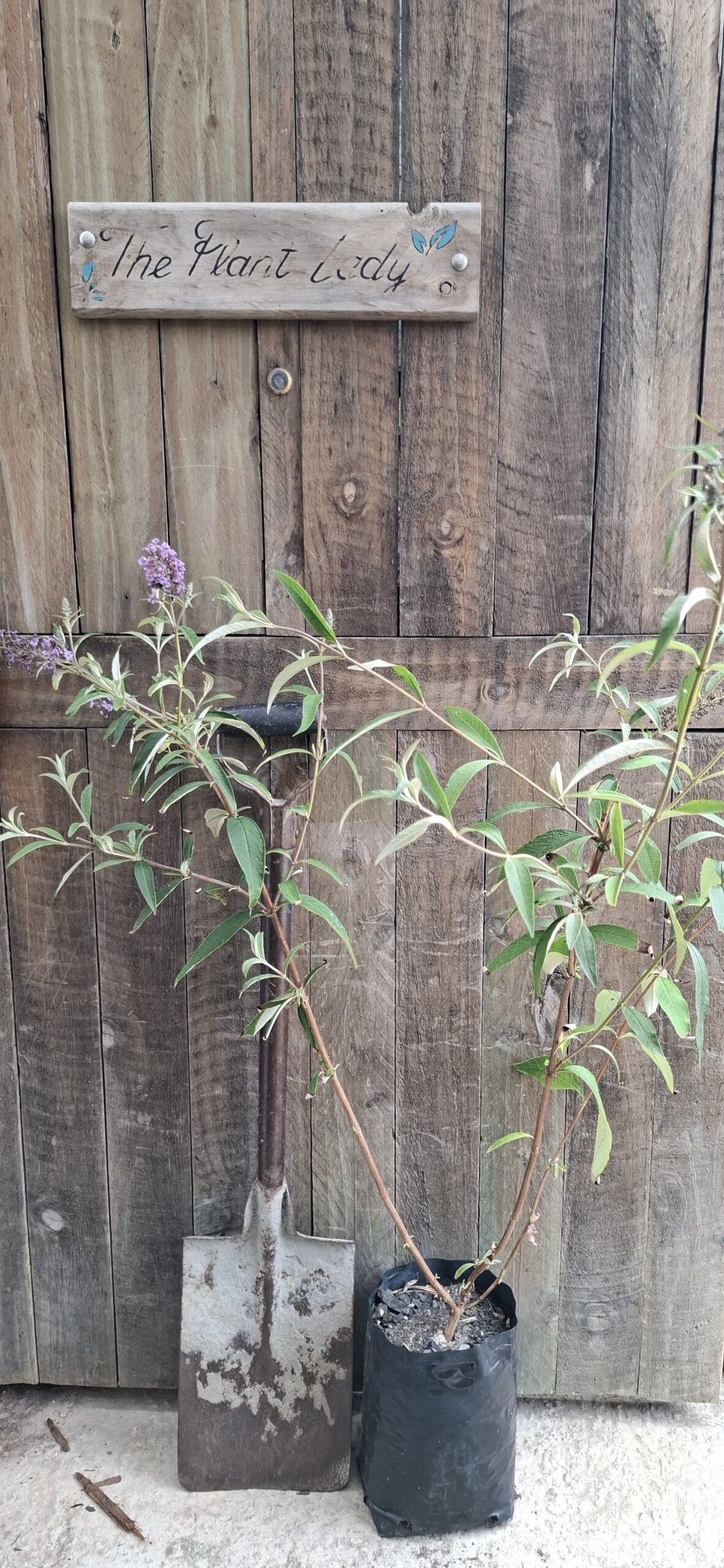 BUDDLEJA DAVIDII Butterfly Bush - Summer Lilac 4.5L - Image 2