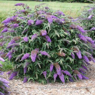 BUDDLEJA DAVIDII Butterfly Bush - Summer Lilac 4.5L