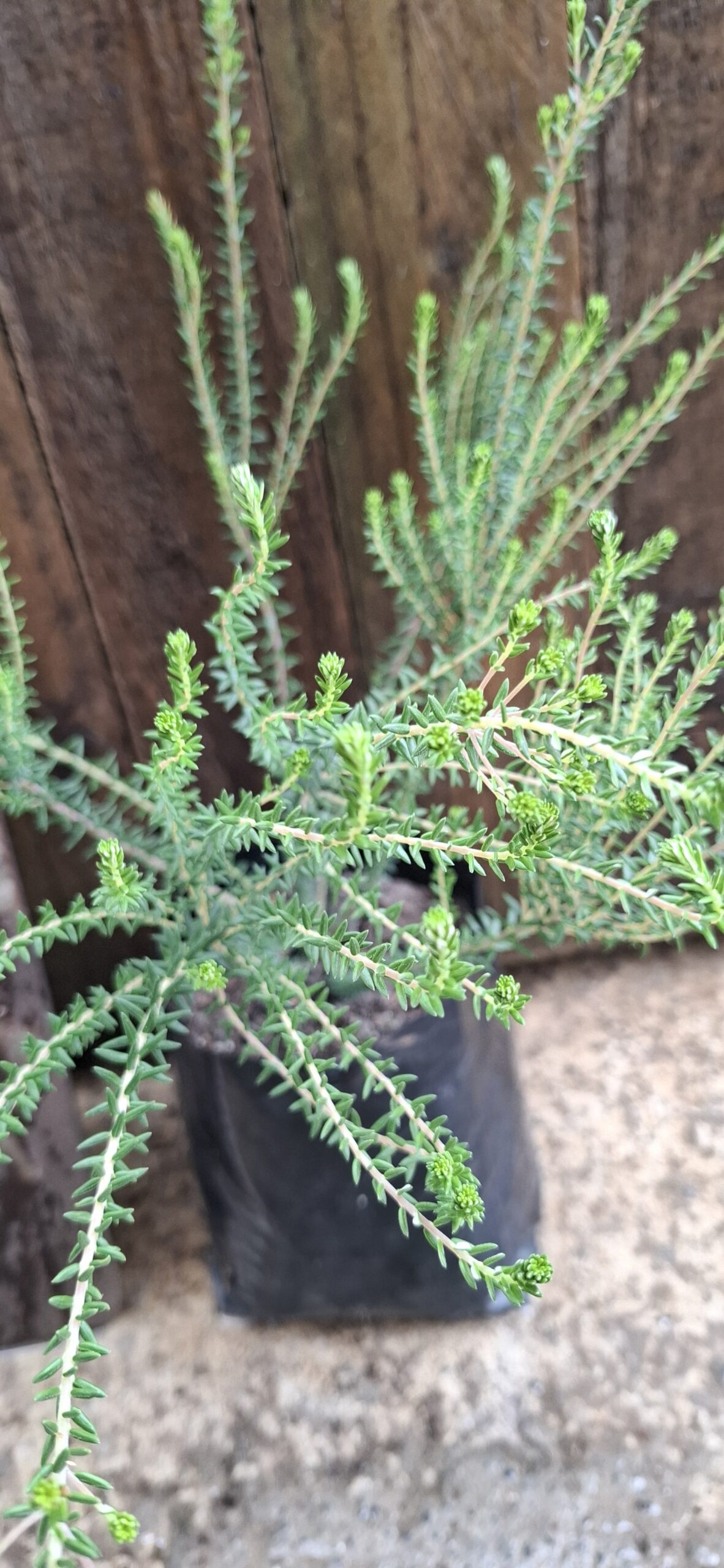 PHYLICA ERICOIDES Hardebos 2.5L - Image 3