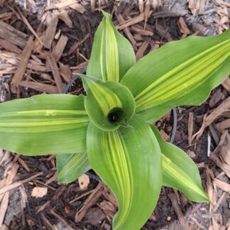 Draceana arborea golden heart  - 14cm