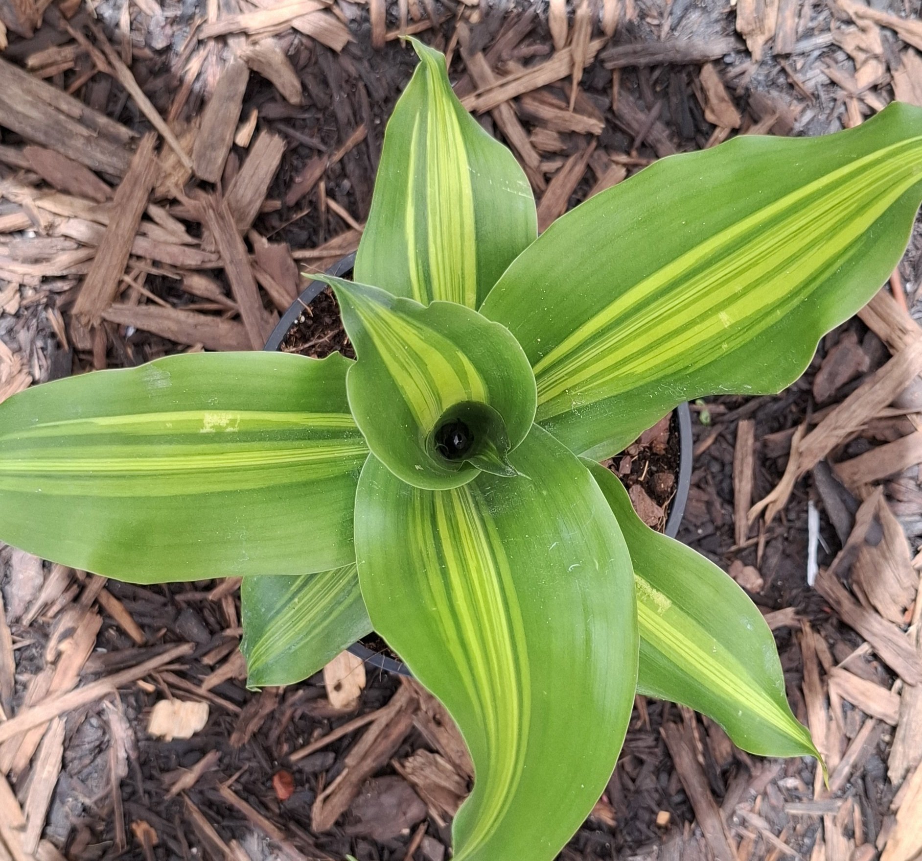 Draceana arborea golden heart - 14cm