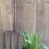 SCILLA PERUVIANA Peruvian Squill 3L