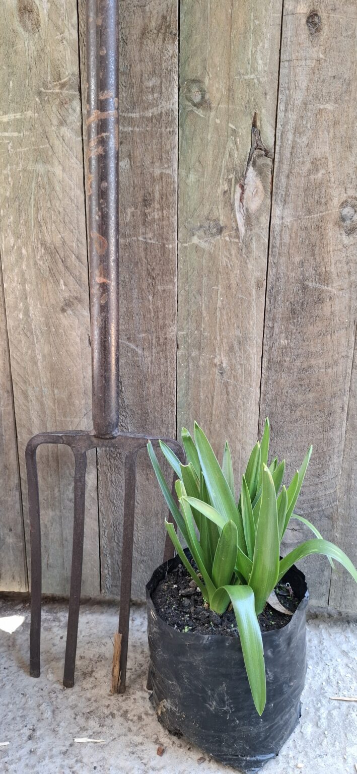 SCILLA PERUVIANA Peruvian Squill 3L