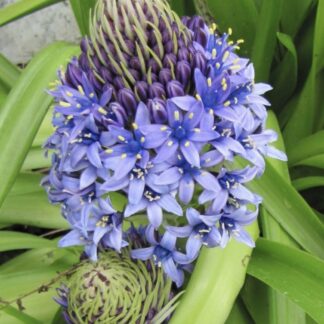 SCILLA PERUVIANA Peruvian Squill 3L