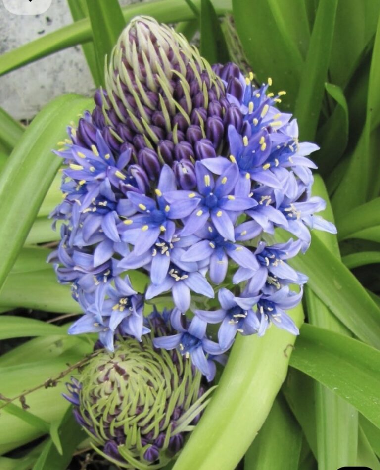 SCILLA PERUVIANA Peruvian Squill 3L