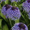 SCILLA PERUVIANA Peruvian Squill 3L