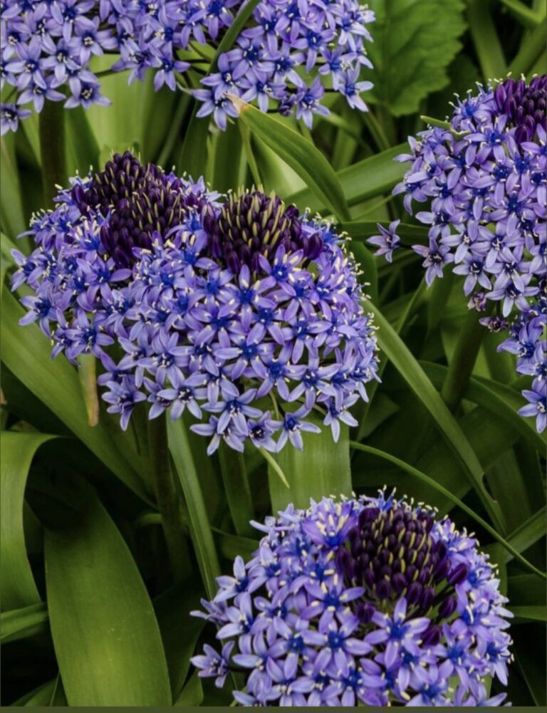 SCILLA PERUVIANA Peruvian Squill 3L