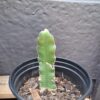 1000444106-1-scaled.jpg Dragon Fruit Rooted Cuttings. White Flesh