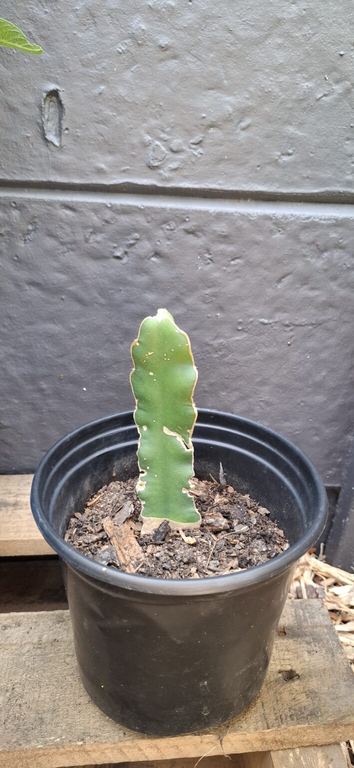1000444106-1-scaled.jpg Dragon Fruit Rooted Cuttings. White Flesh