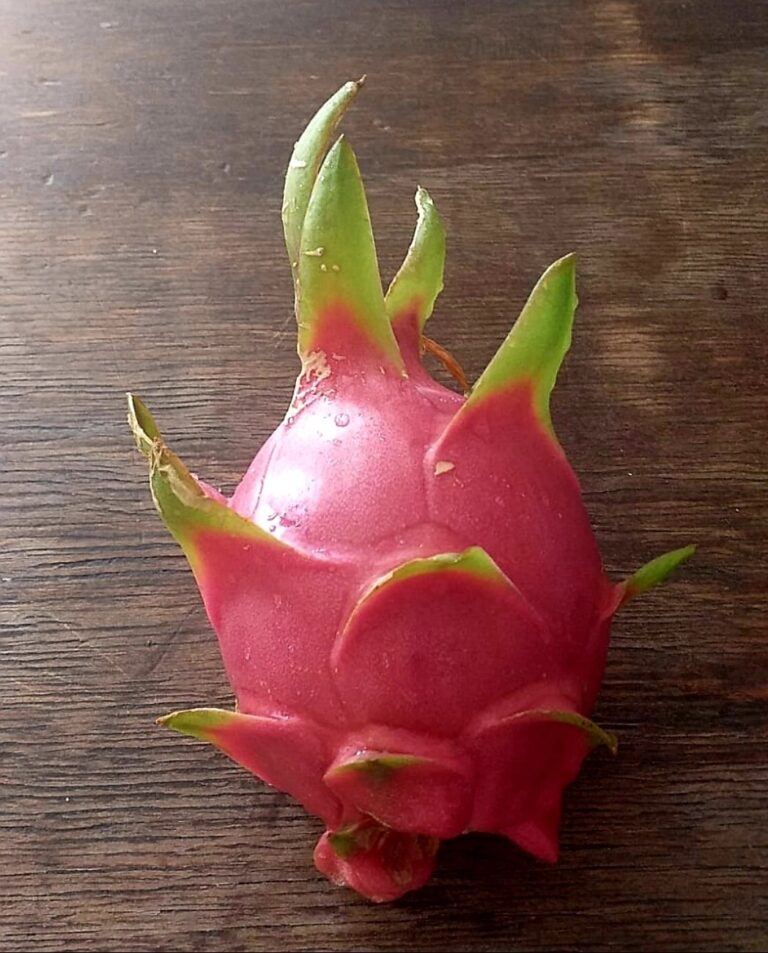 1000444118.jpg Dragon Fruit Rooted Cuttings. White Flesh