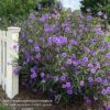 1000444190.jpg Ruellia Simplex 'Mexican Petunia' Purple
