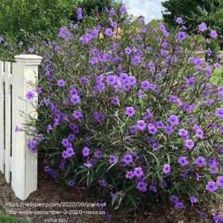 Ruellia Simplex 'Mexican Petunia' Purple