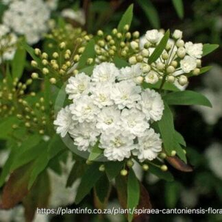 SPIREA CANTONIENSIS Cape May 4,5L