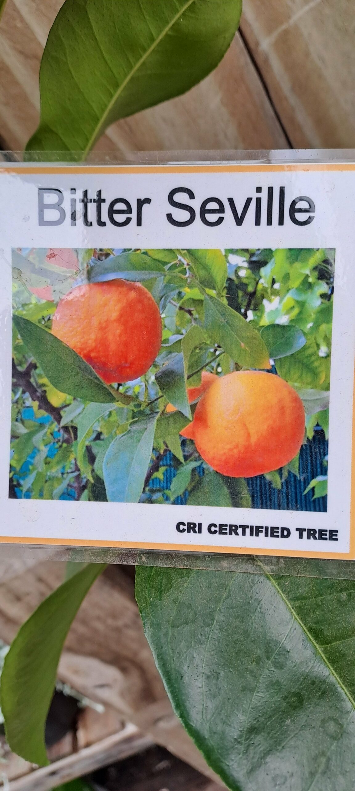 Seville Orange - Image 2
