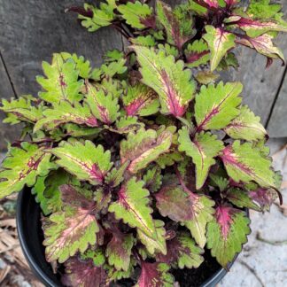 Coleus Asst2