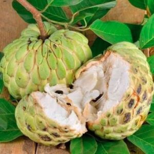 1000450346.jpg Green Custard Apple - young 2L