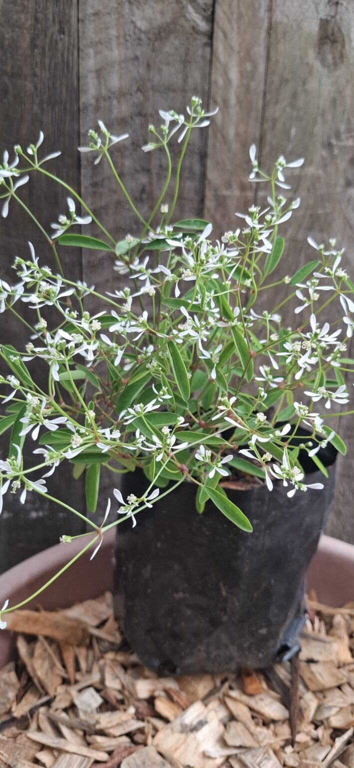 1000451845-scaled.jpg Euphorbia Glitz 2L