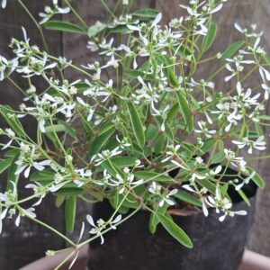Euphorbia Glitz 2L