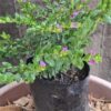 1000451849-scaled.jpg Cuphea 'Mexican Heather' Mauve