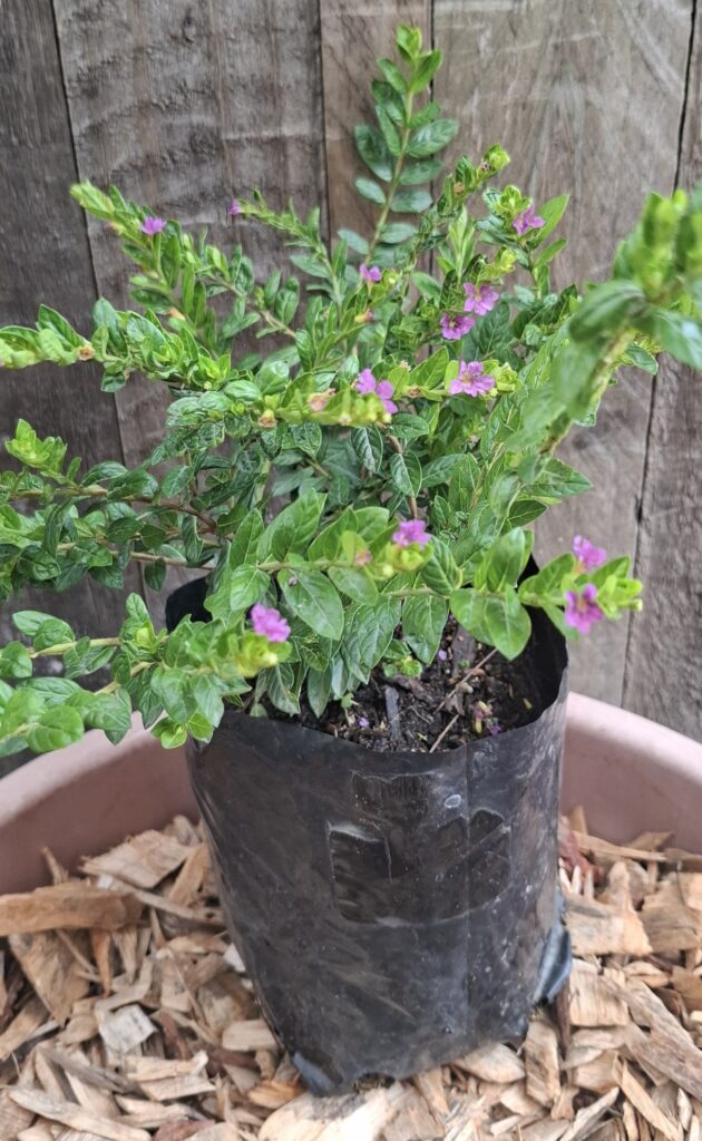 1000451849-scaled.jpg Cuphea 'Mexican Heather' Mauve