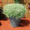 1000451870.jpg Euphorbia Glitz 2L