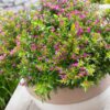 1000451871.jpg Cuphea 'Mexican Heather' Mauve