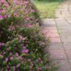 1000451902.jpg Cuphea 'Mexican Heather' Mauve
