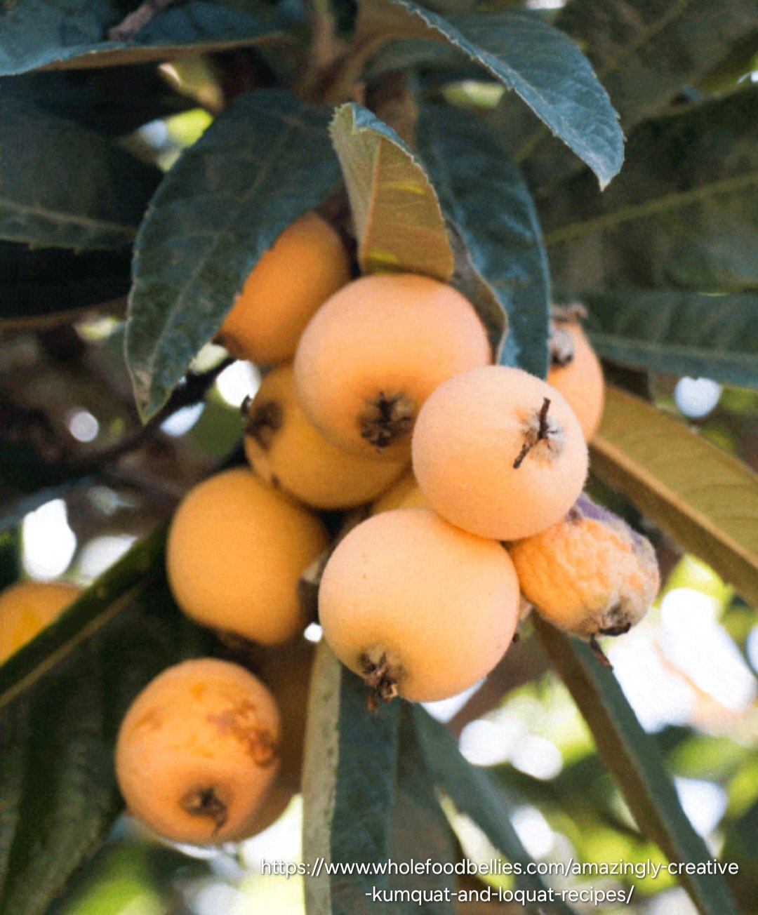 Loquat Tree