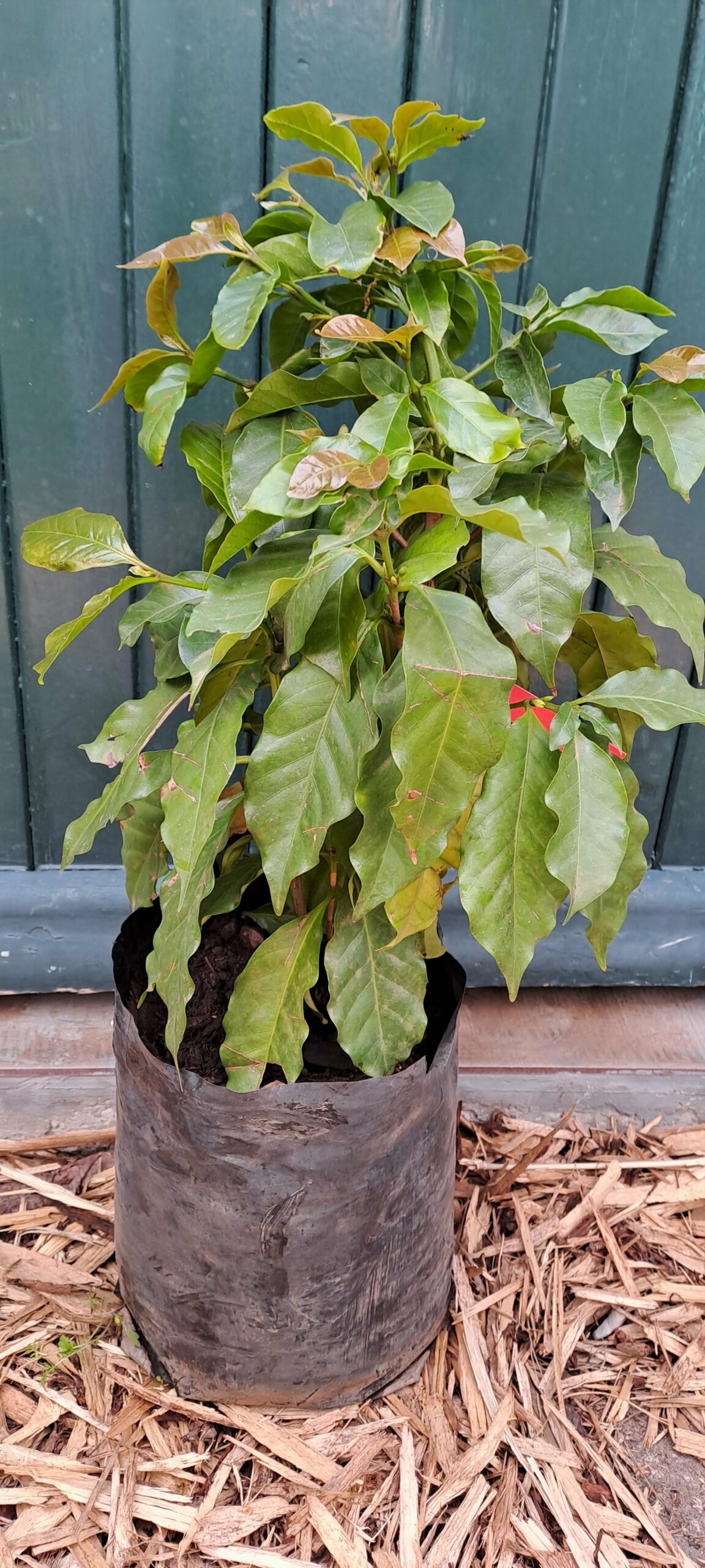 Coffee Arabica 4.5L - Image 2