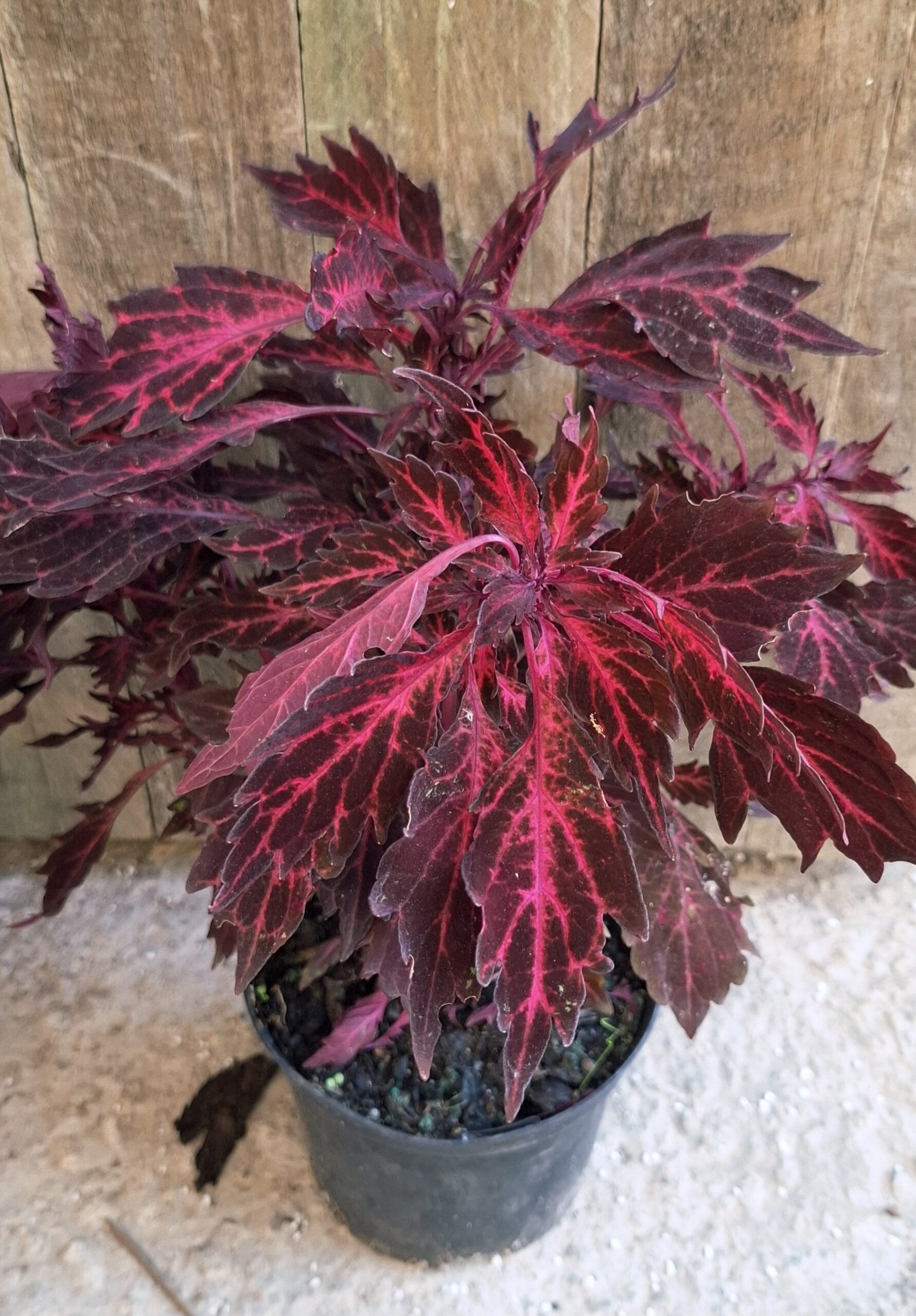 COLEUS Coleus - Downtown Royalty