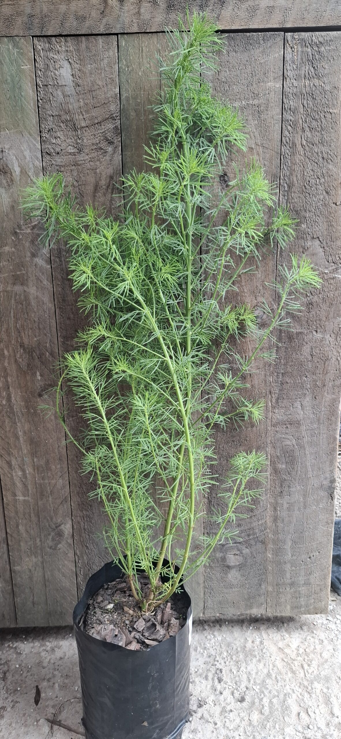 PSORALEA AFFINIS Tall Fountain/Grape soda Bush 3L - Image 2