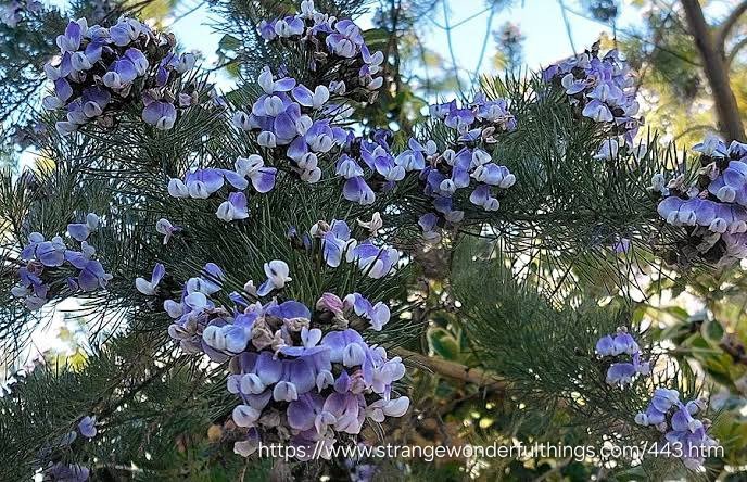 PSORALEA AFFINIS Tall Fountain/Grape soda Bush 3L