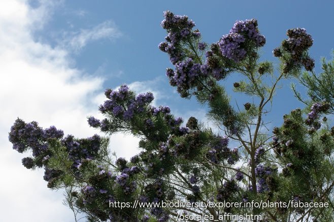 PSORALEA AFFINIS Tall Fountain/Grape soda Bush 3L - Image 3